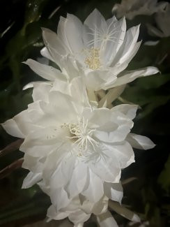 Queen of the Night flower